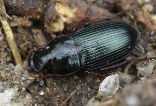 Réf. 208 134 : Harpalus sp.